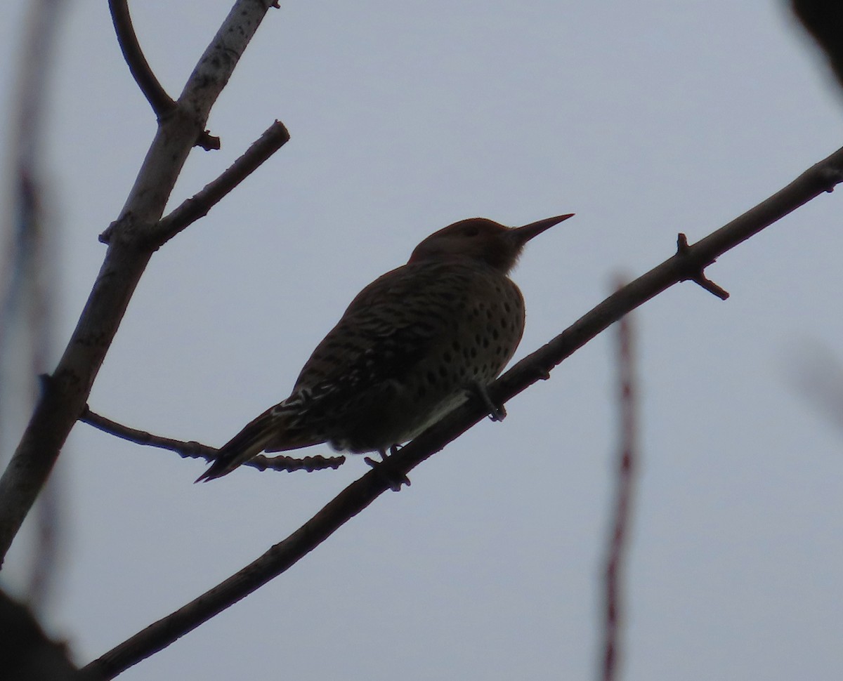 Northern Flicker - ML623722197