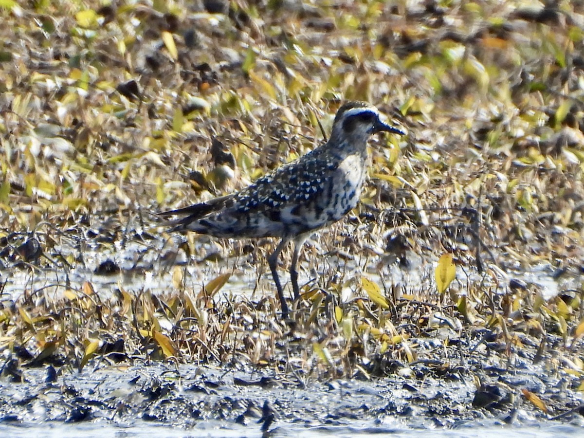 American Golden-Plover - ML623722198