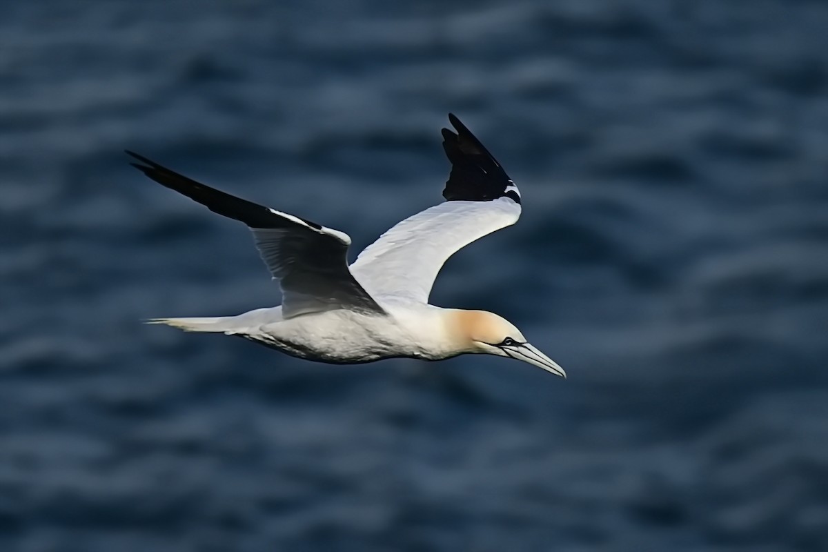 Northern Gannet - ML623722225