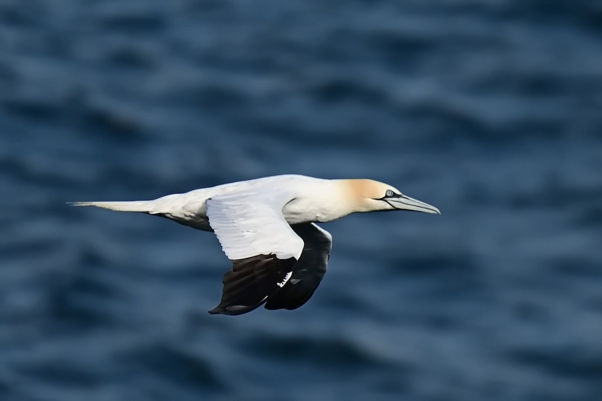 Northern Gannet - ML623722227