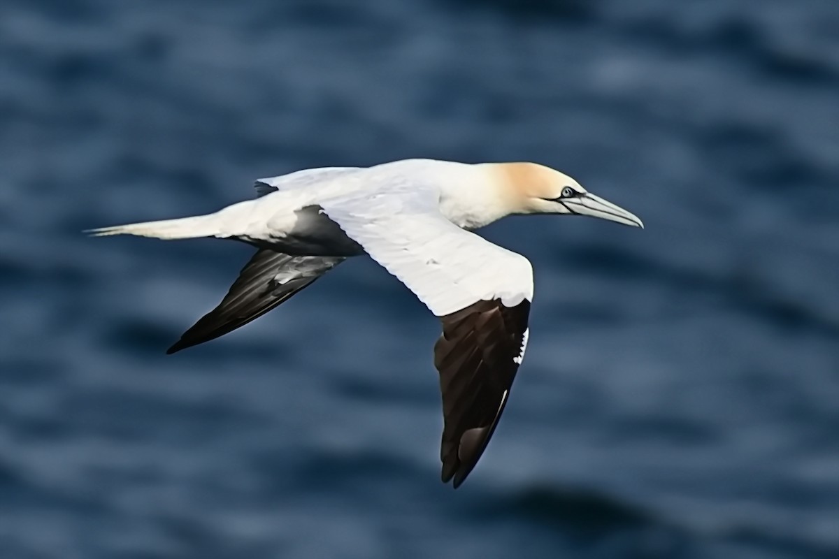 Northern Gannet - ML623722228