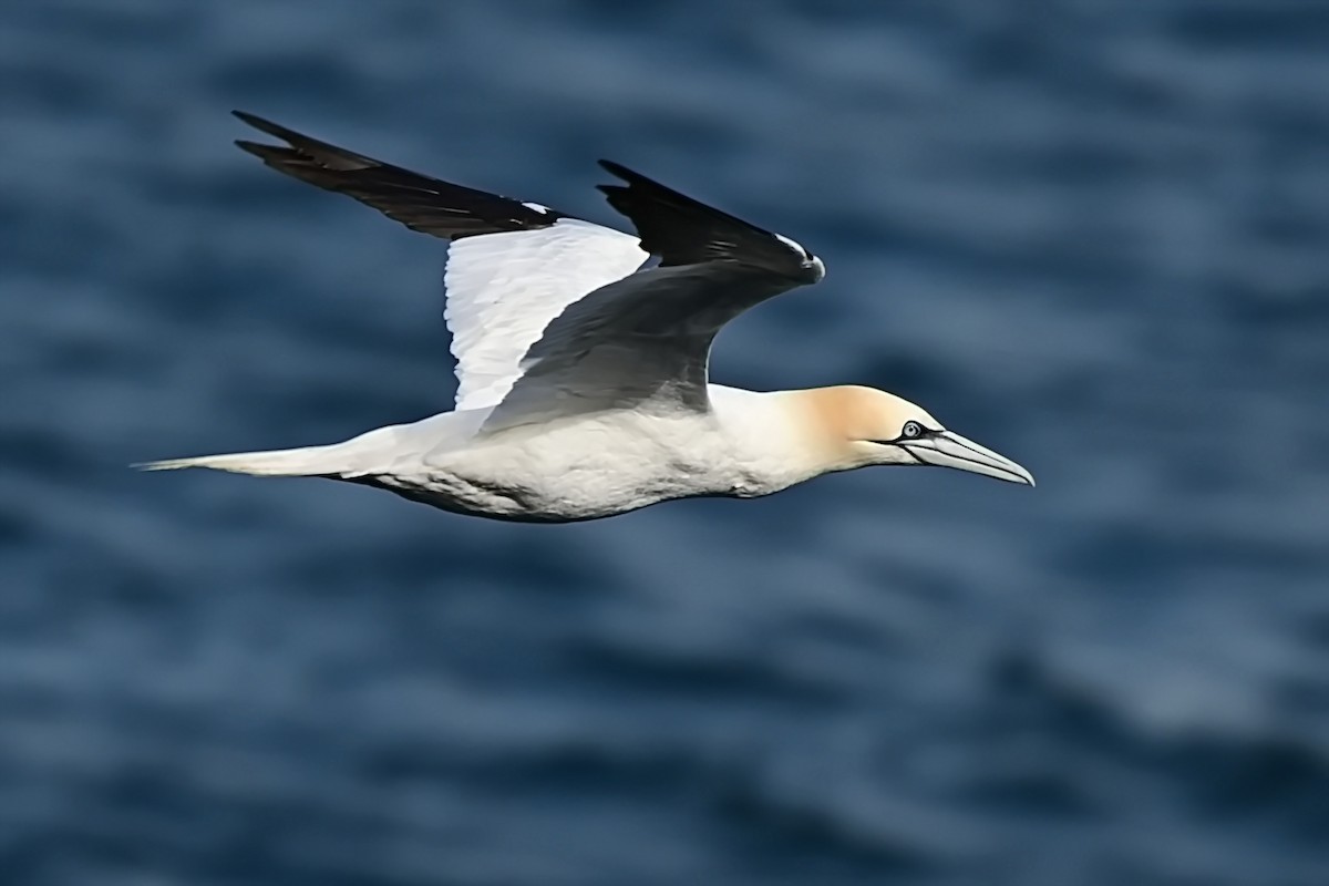 Northern Gannet - ML623722229