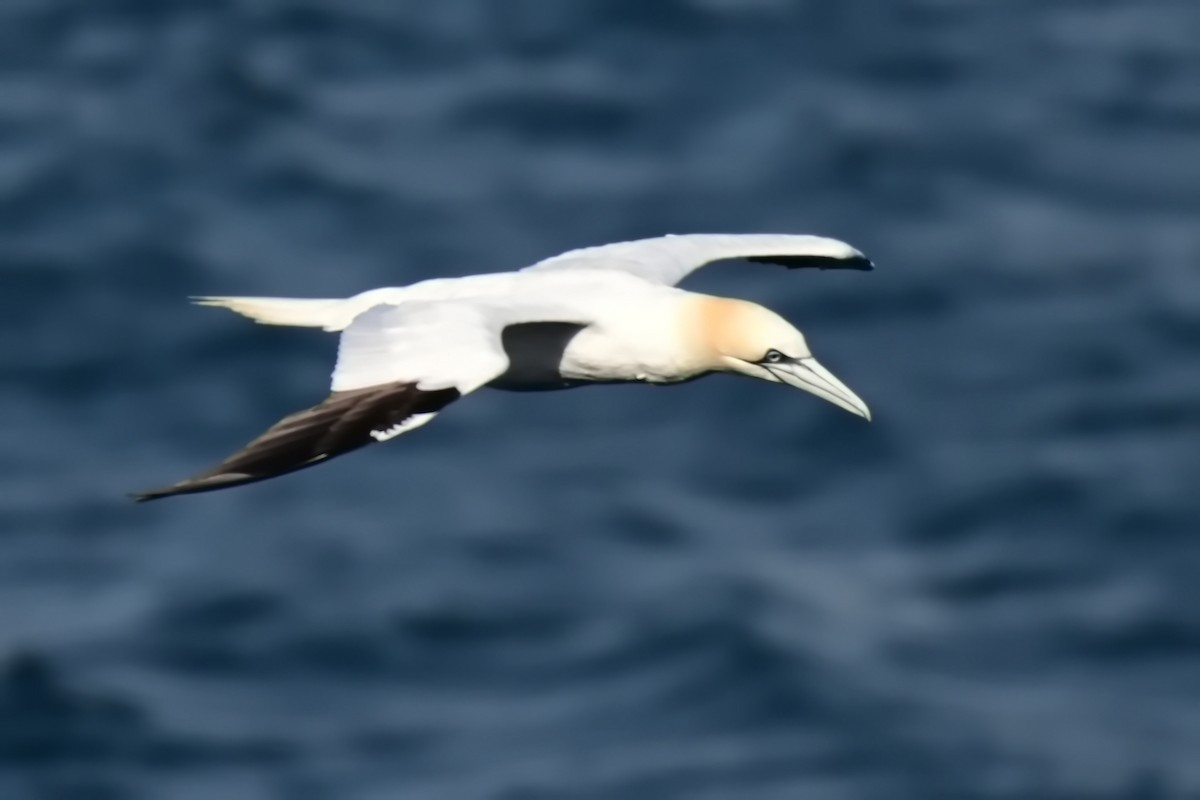 Northern Gannet - James Cosgrove