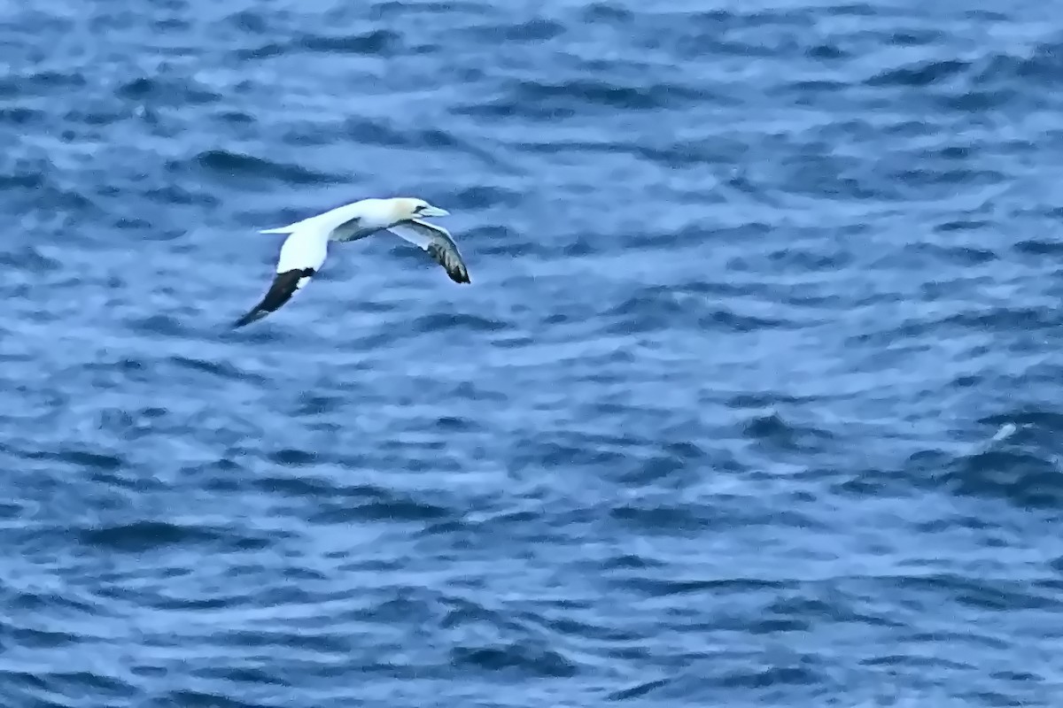 Northern Gannet - ML623722233