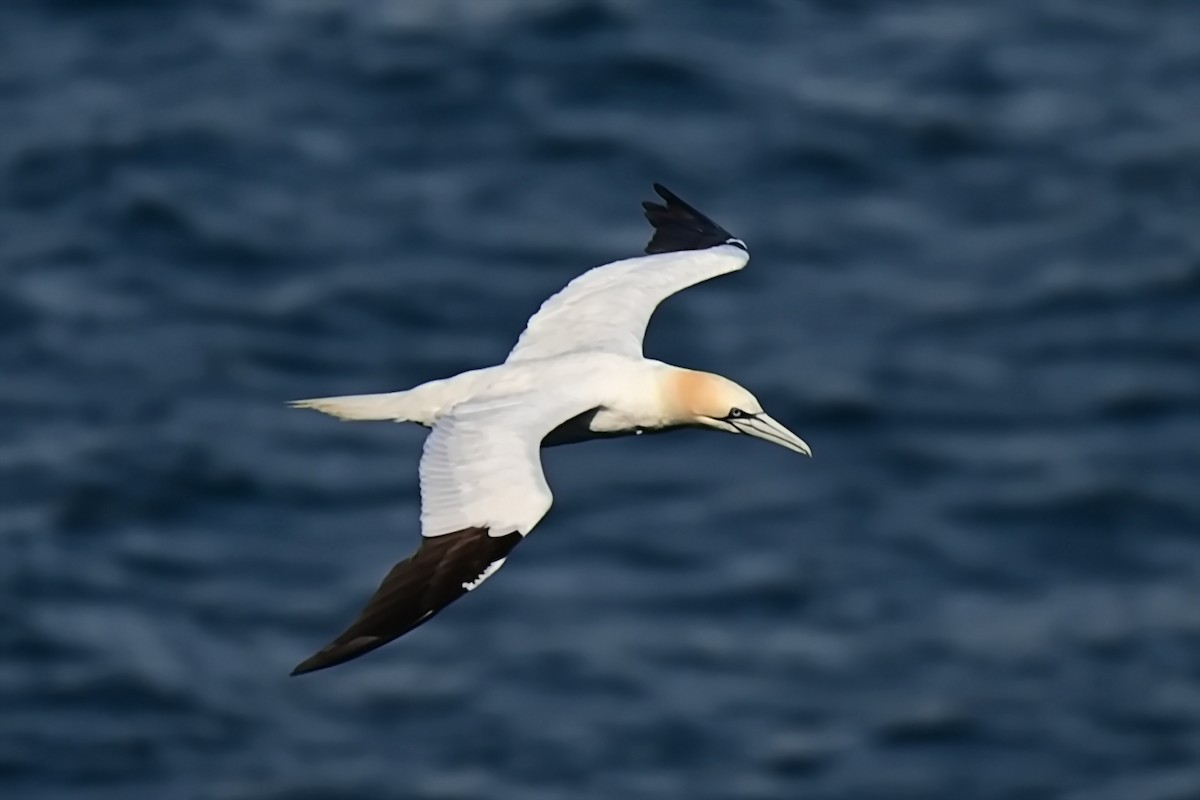 Northern Gannet - ML623722234