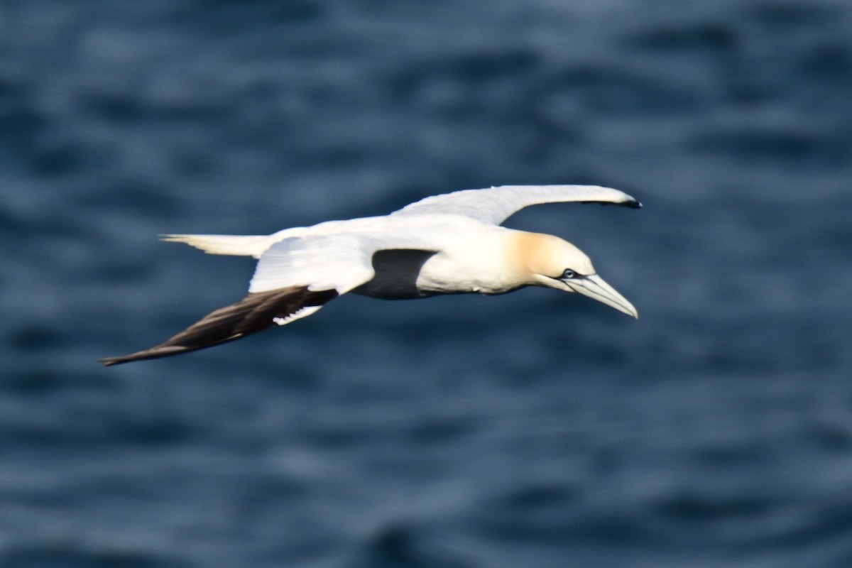 Northern Gannet - ML623722235