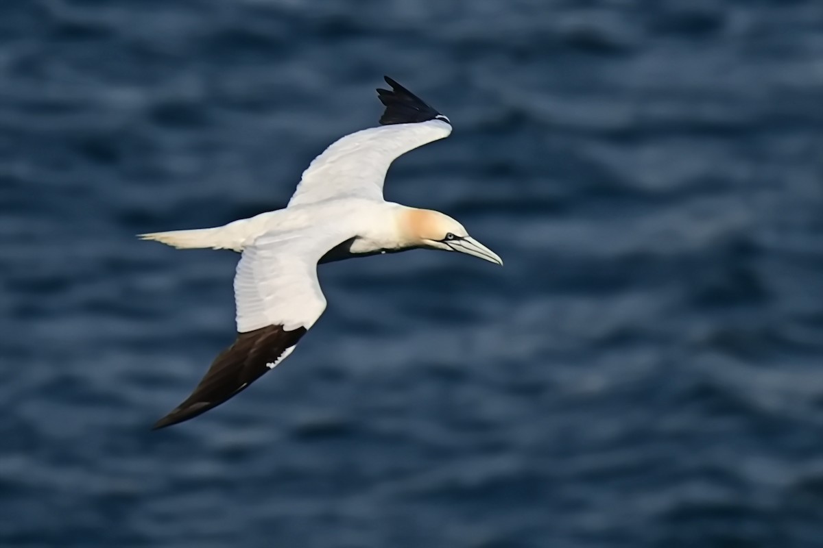 Northern Gannet - James Cosgrove