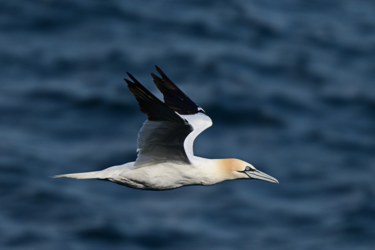 Northern Gannet - ML623722237