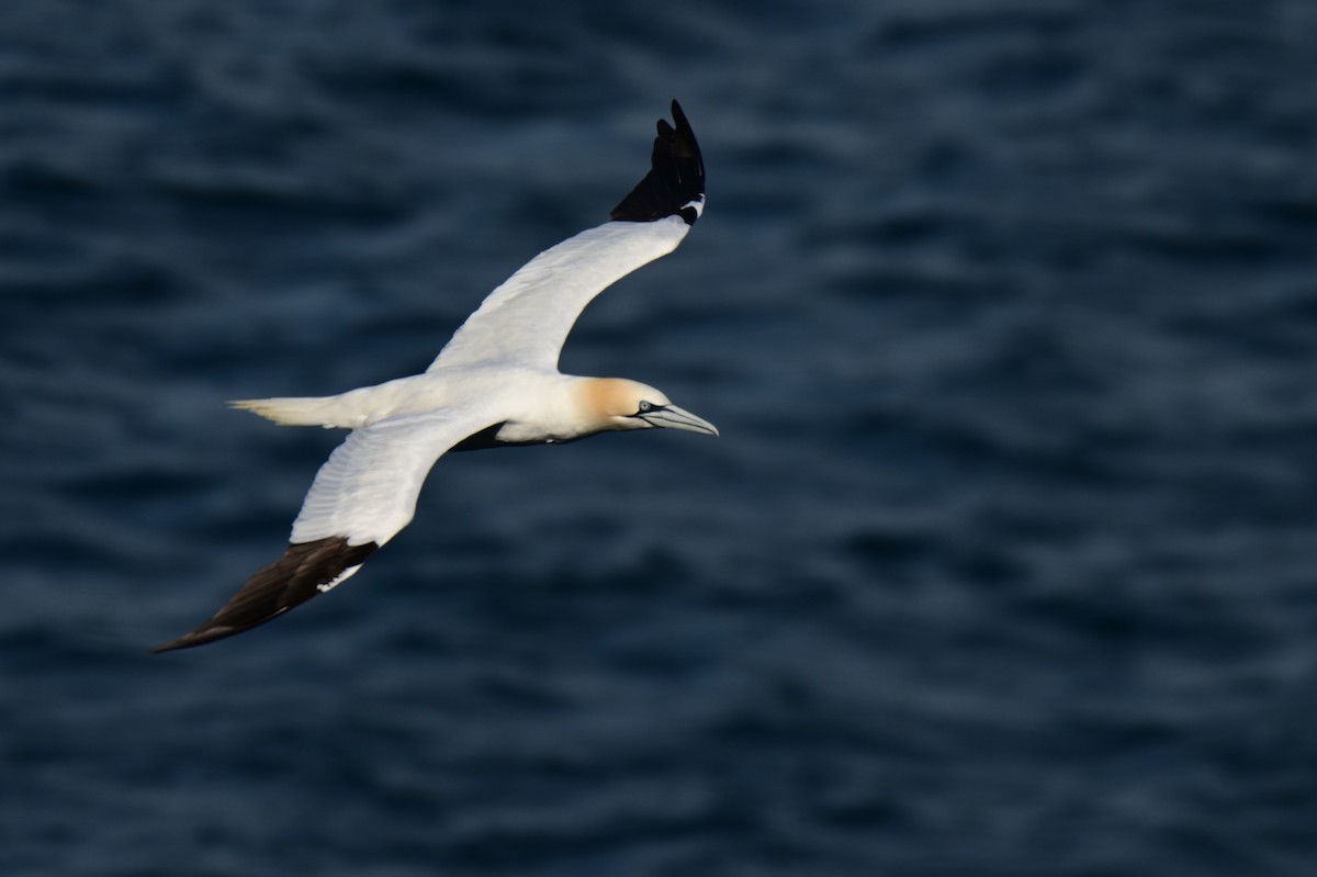 Northern Gannet - ML623722239