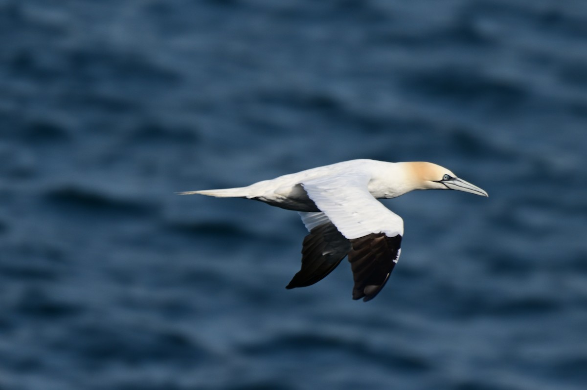 Northern Gannet - ML623722240