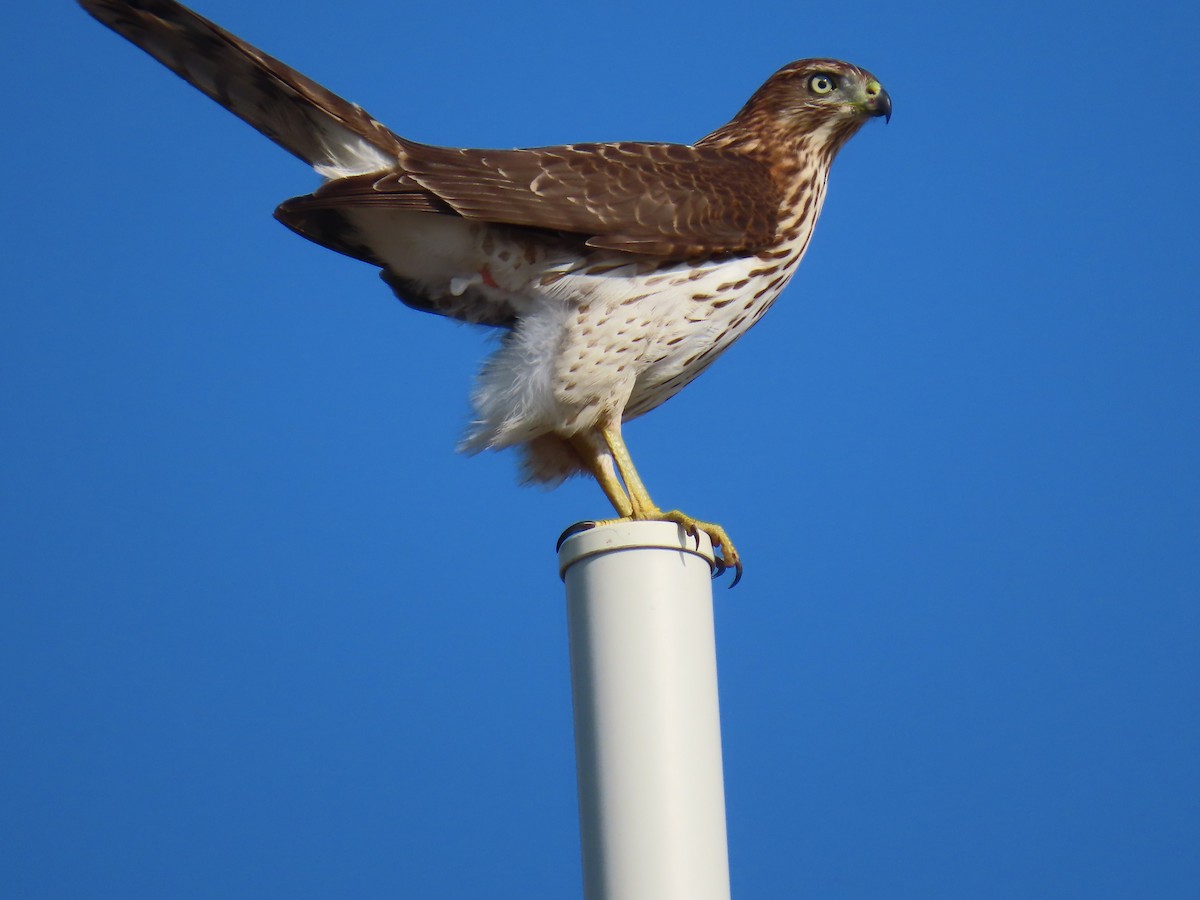 Cooper's Hawk - ML623722243