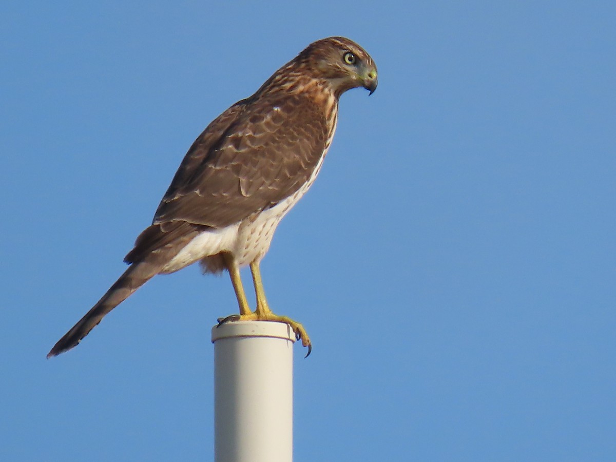 Cooper's Hawk - ML623722244