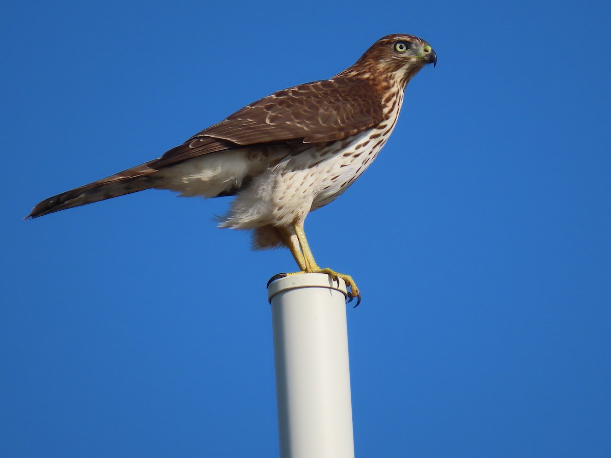 Cooper's Hawk - ML623722245