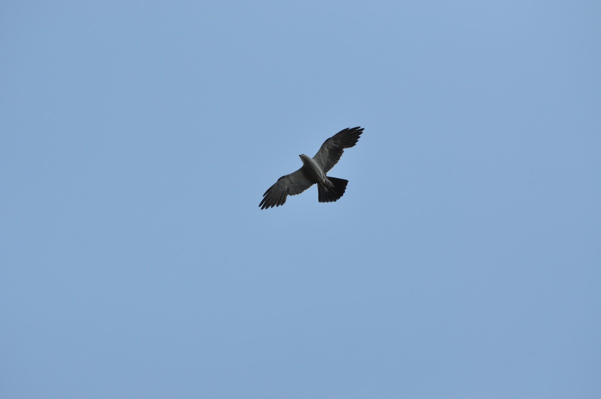 Mississippi Kite - ML623722252