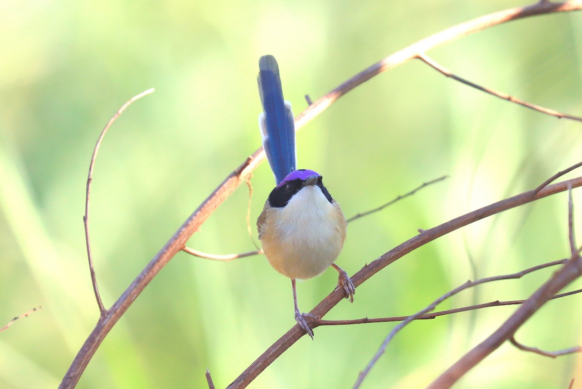 Purple-crowned Fairywren - ML623722266