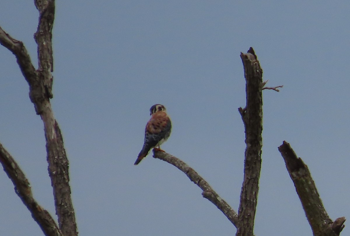 American Kestrel - ML623722280