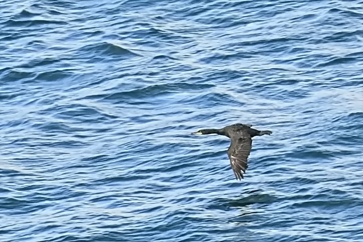 Great Cormorant - ML623722281