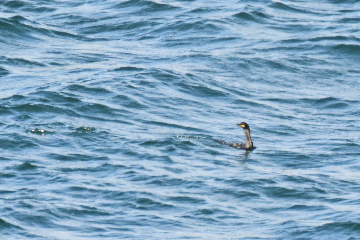 Great Cormorant - ML623722286