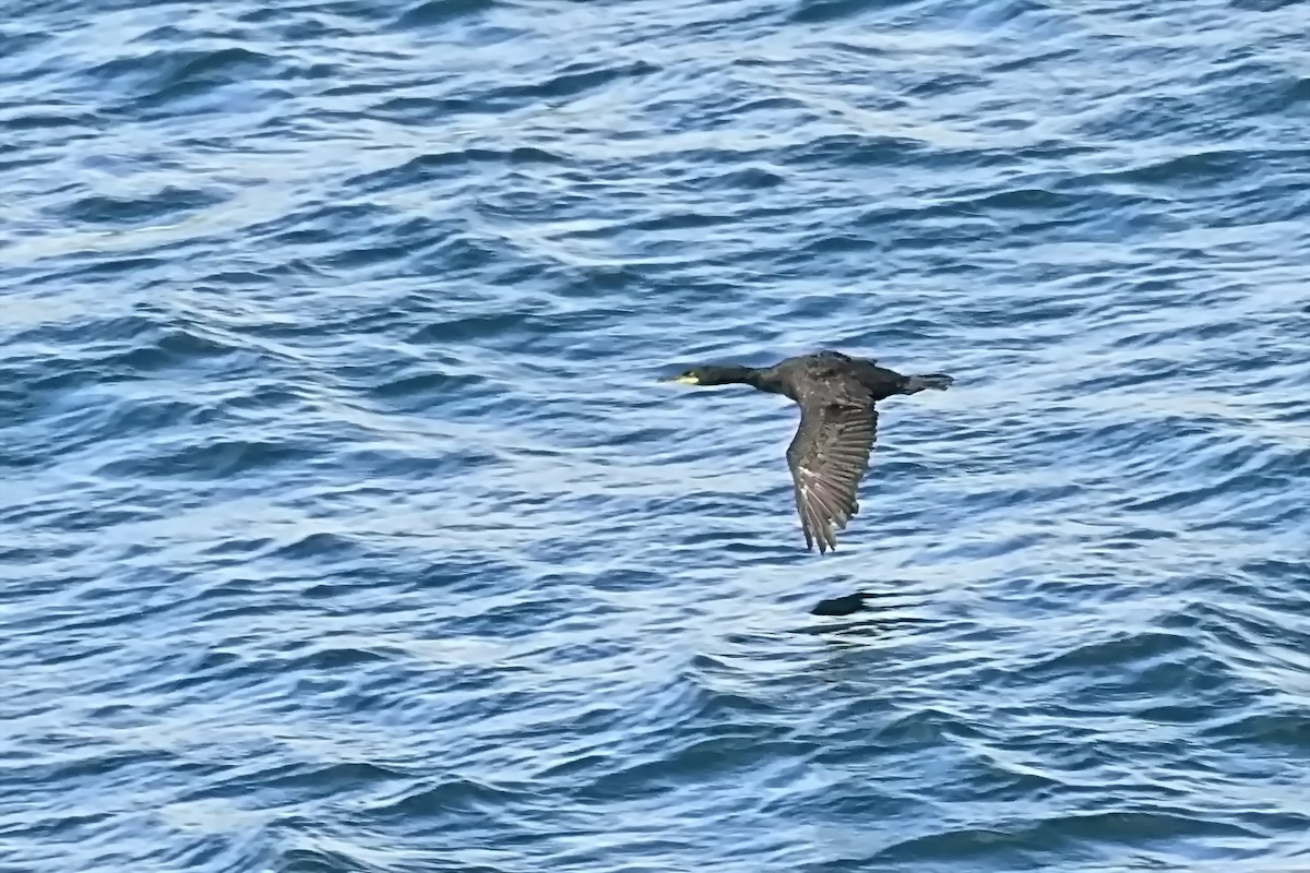 Great Cormorant - ML623722288