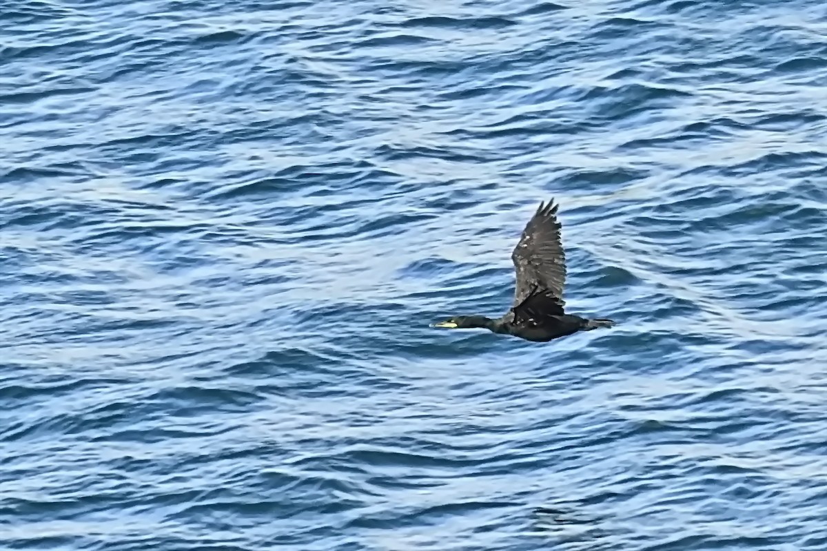 Great Cormorant - ML623722289