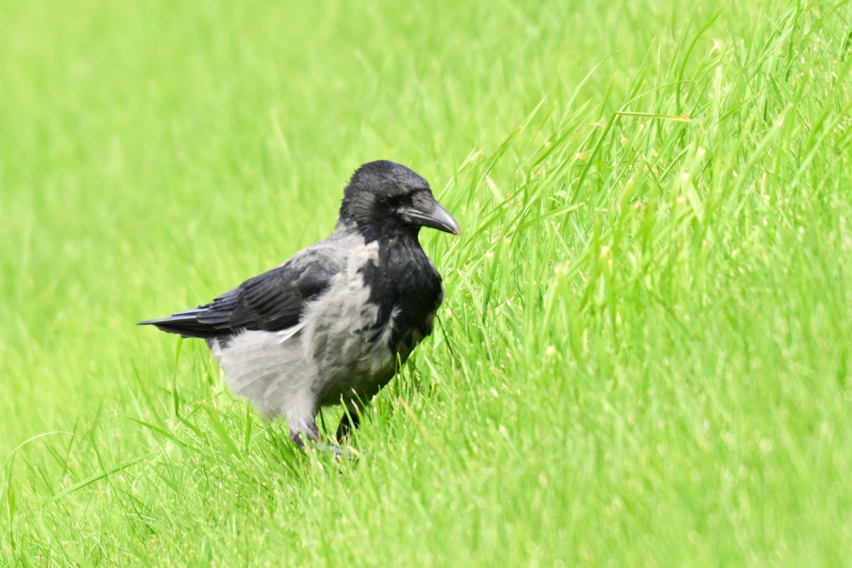 Hooded Crow - ML623722306