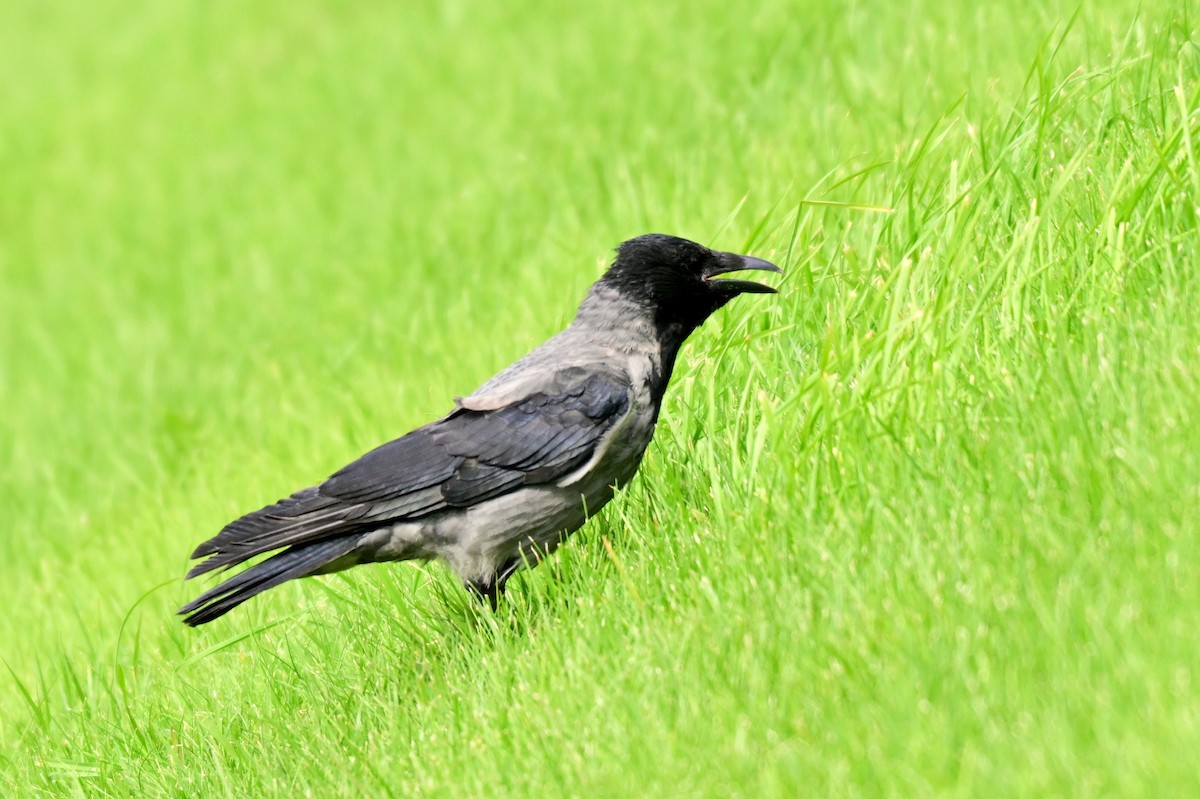 Hooded Crow - ML623722307