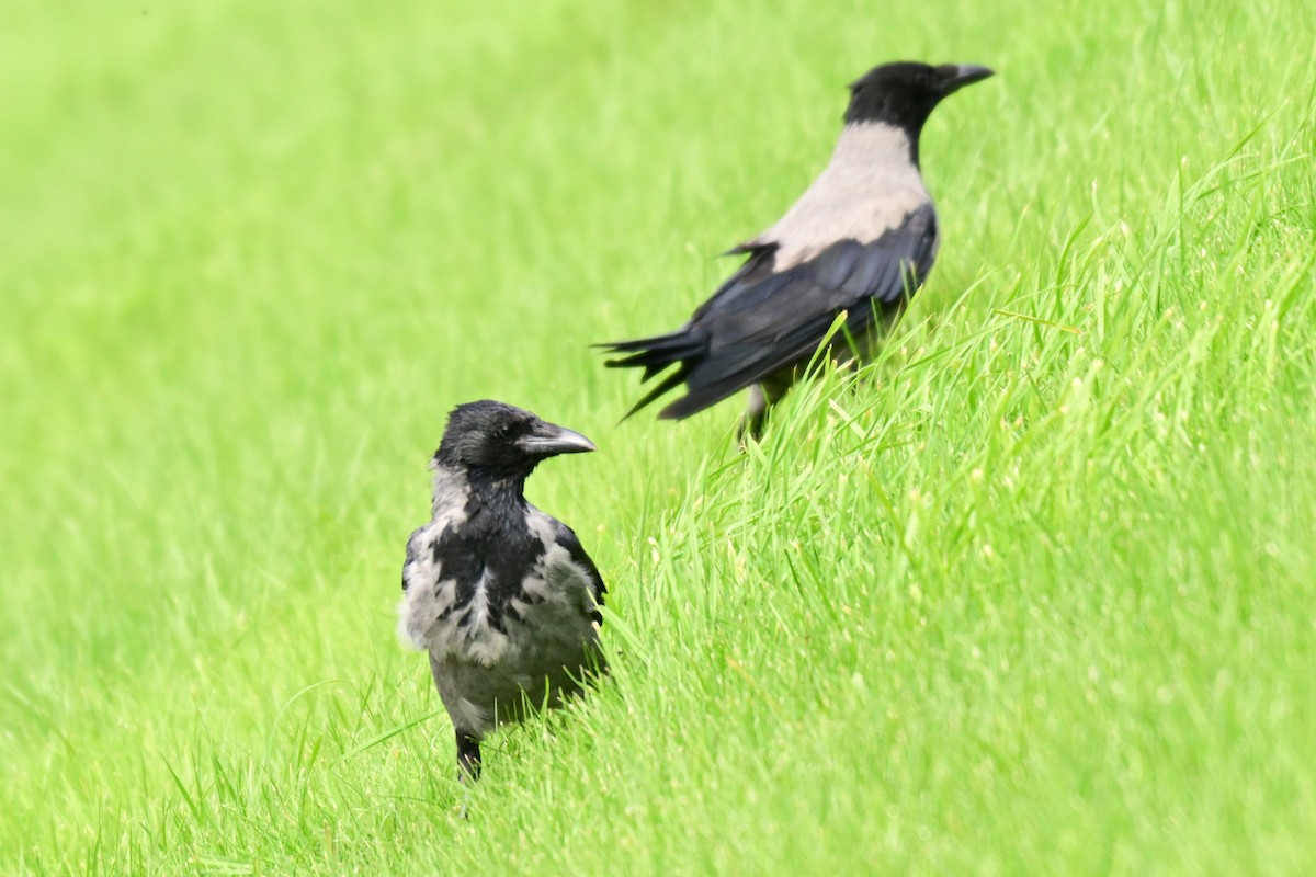 Hooded Crow - ML623722308