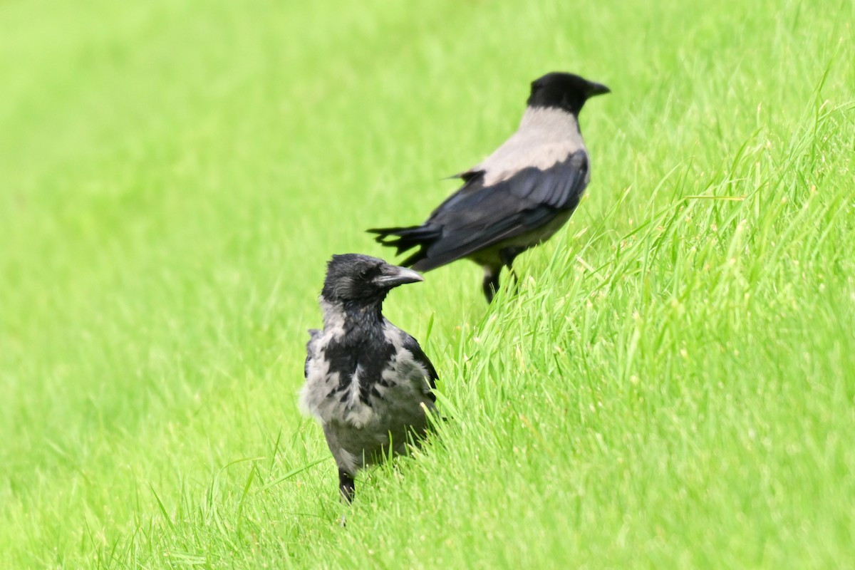 Hooded Crow - ML623722309