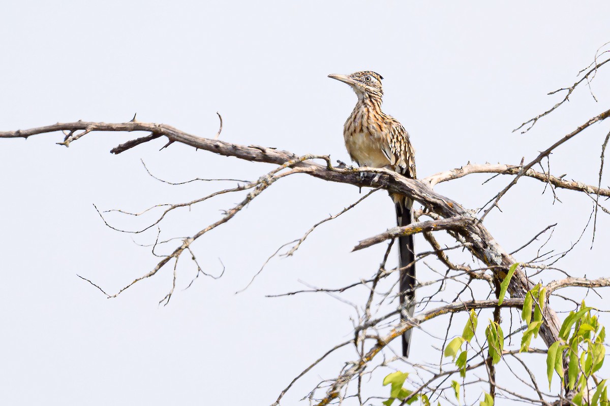 Greater Roadrunner - ML623722336