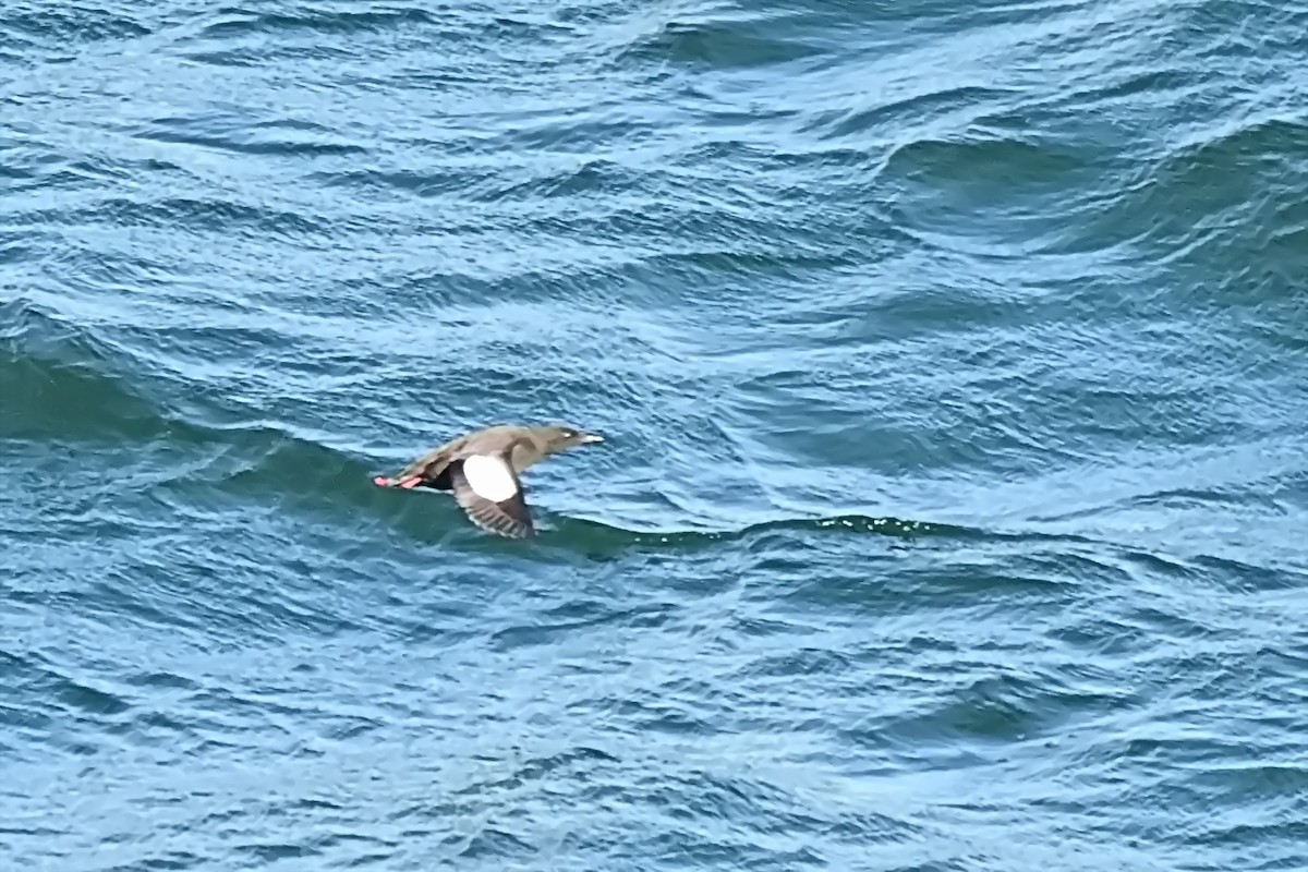 Black Guillemot - ML623722412