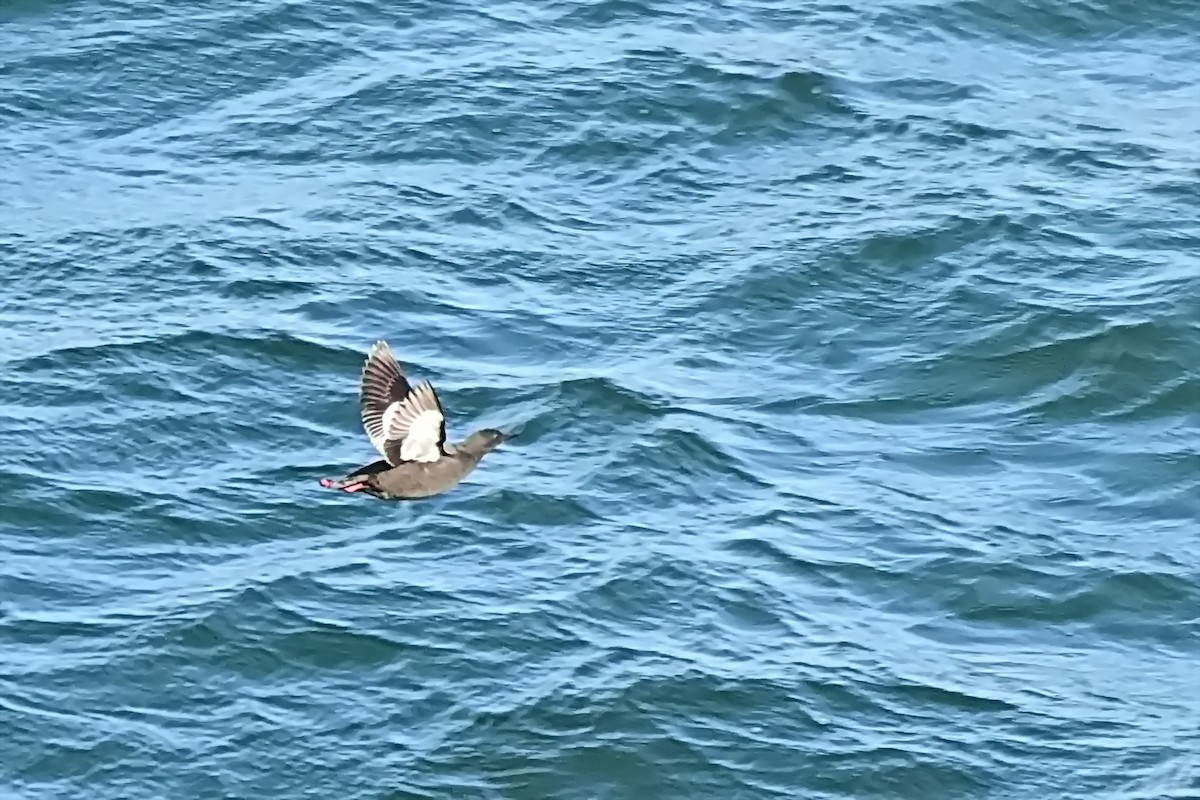 Black Guillemot - ML623722413