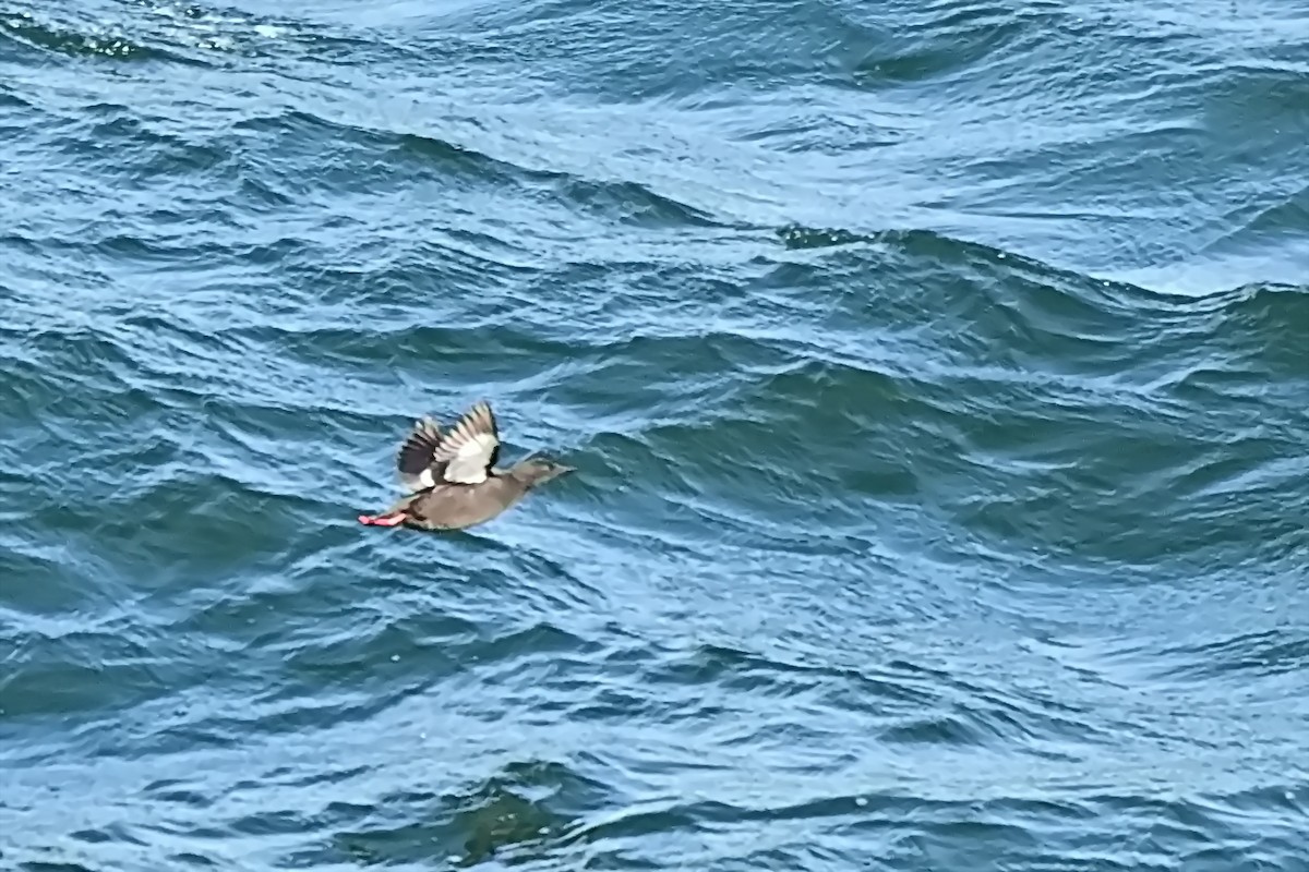 Black Guillemot - ML623722414