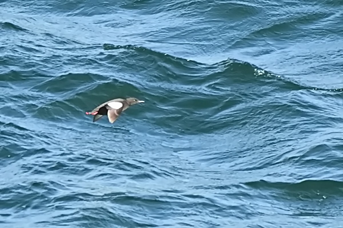 Black Guillemot - ML623722415