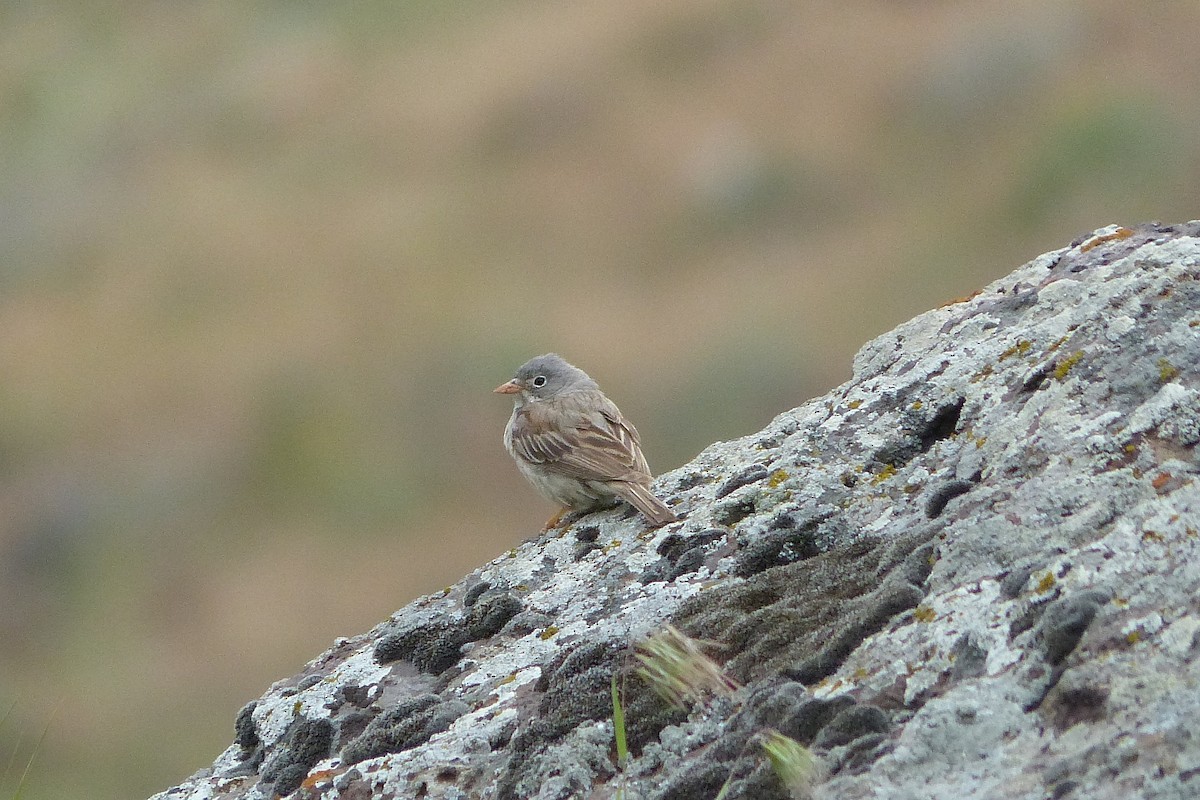 Gray-necked Bunting - ML623722417