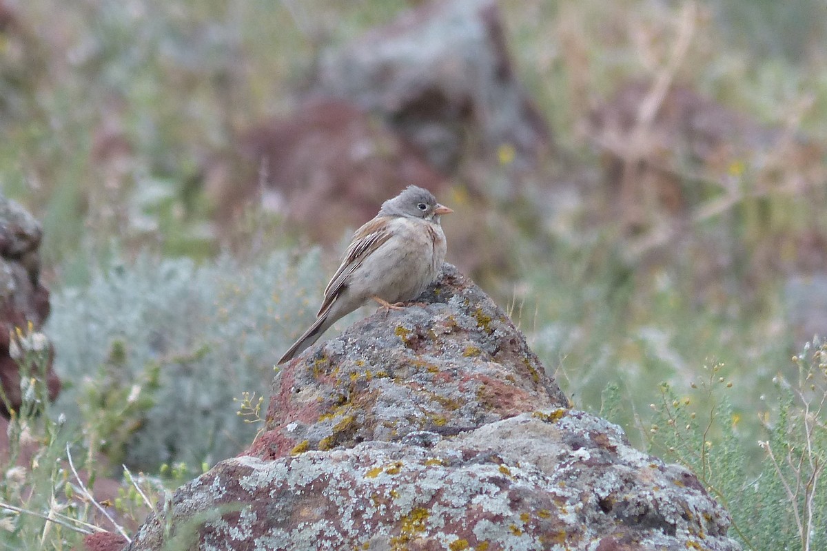 Gray-necked Bunting - ML623722418