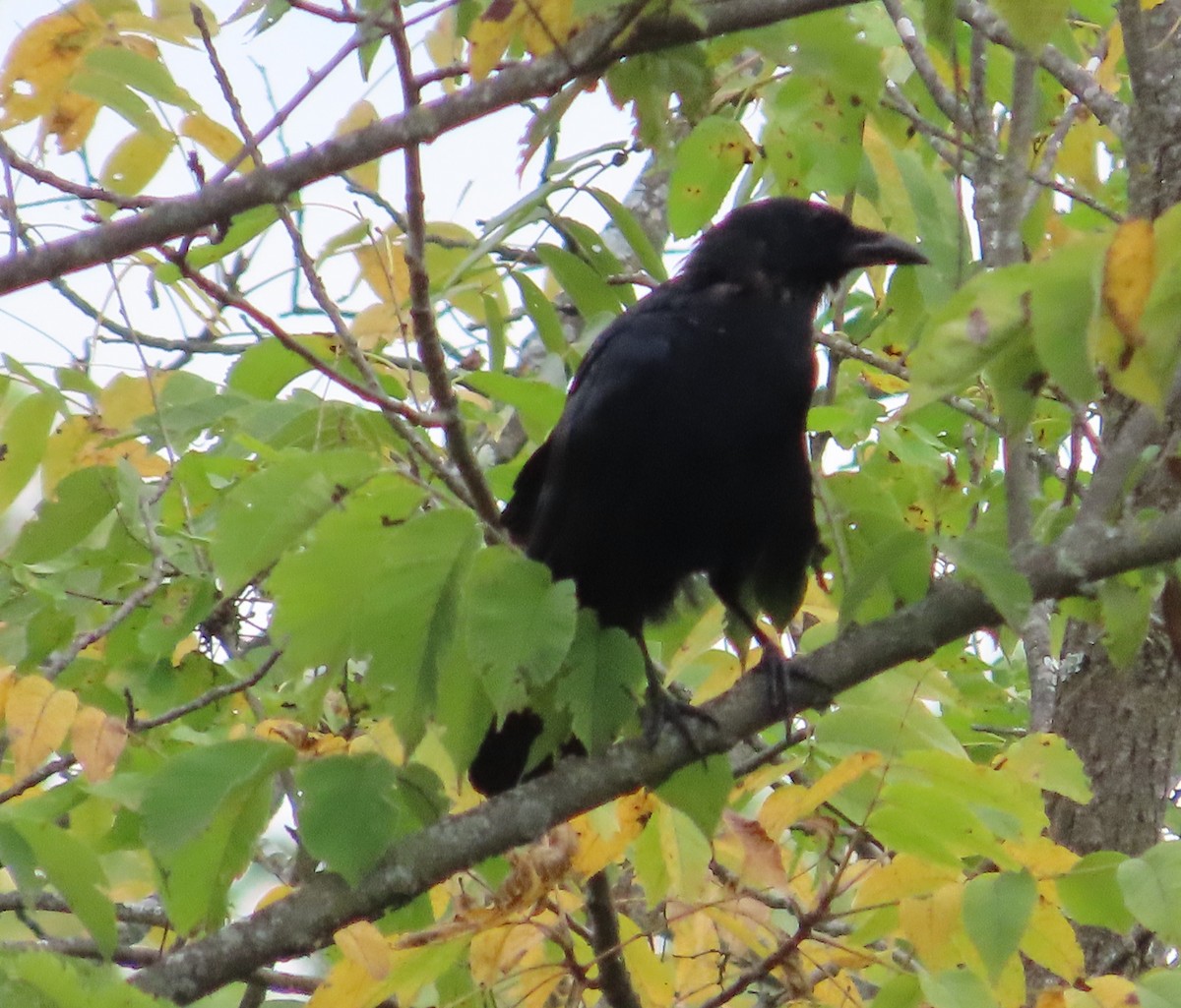 American Crow - ML623722422