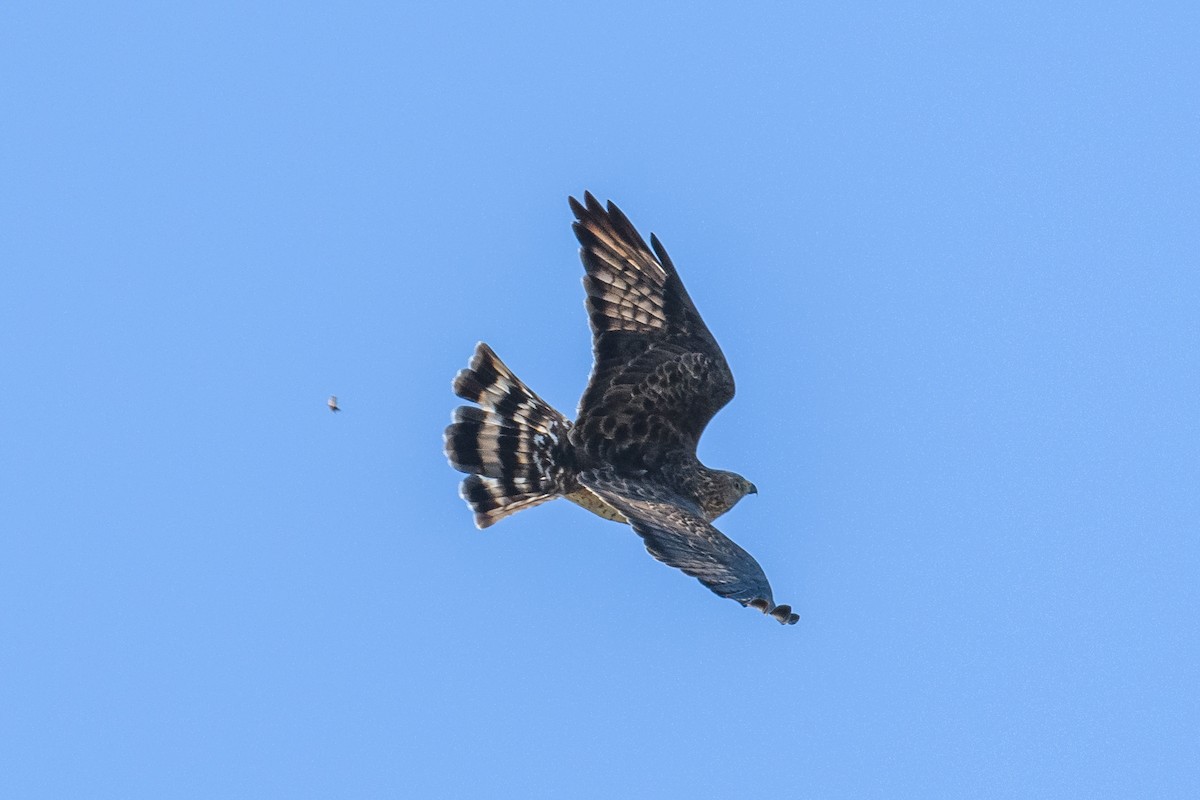 Broad-winged Hawk - ML623722427