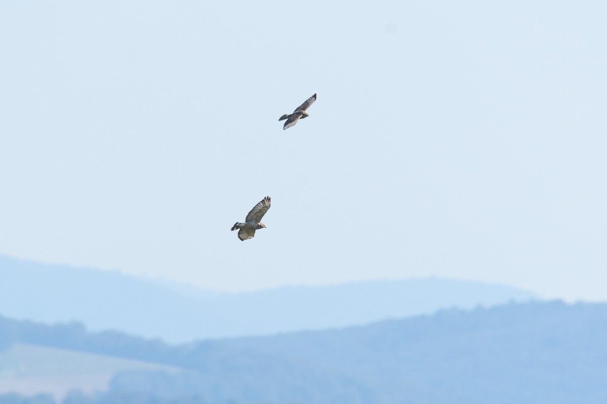 Broad-winged Hawk - ML623722428