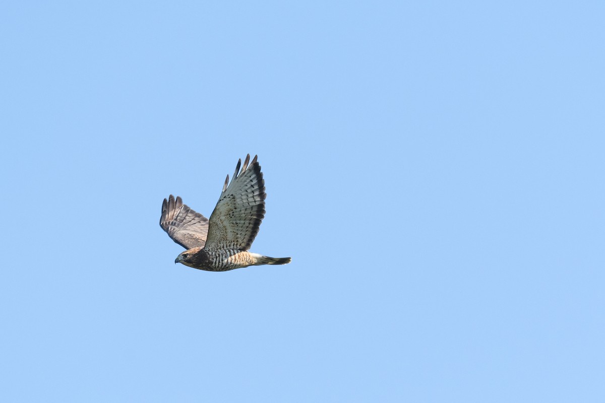 Broad-winged Hawk - Collin Porter