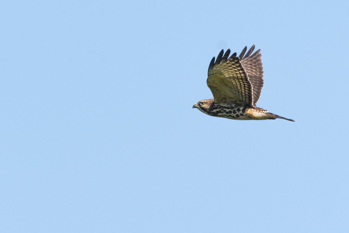 Broad-winged Hawk - ML623722430