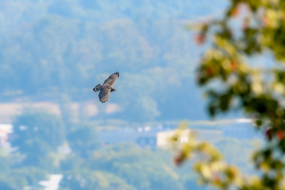 Broad-winged Hawk - ML623722432