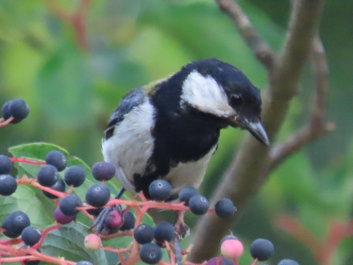 Japanese Tit - Alfonso Luengo