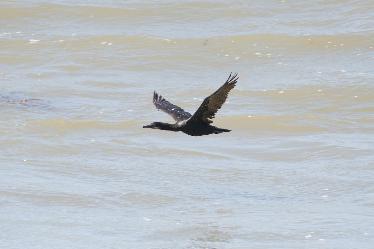 Brandt's Cormorant - ML623722443