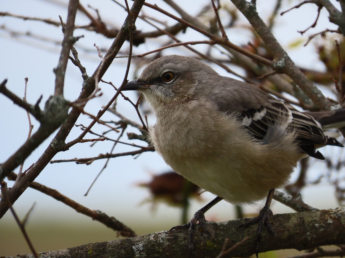 Northern Mockingbird - ML623722446