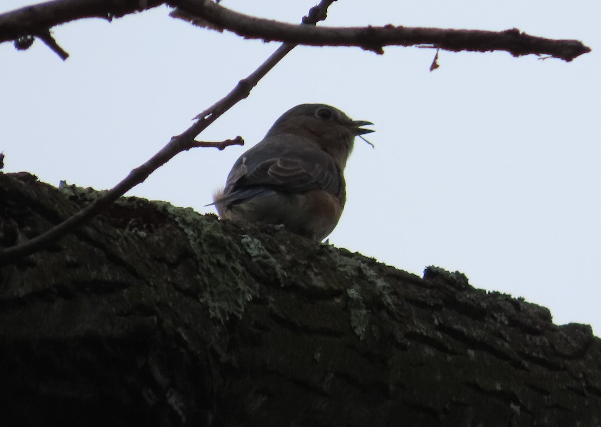 Eastern Bluebird - ML623722455