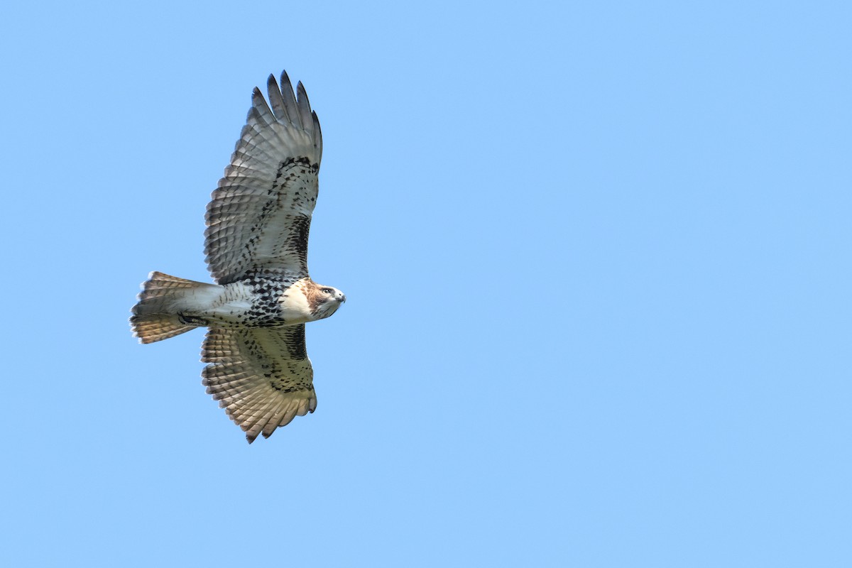 Red-tailed Hawk (borealis) - ML623722490