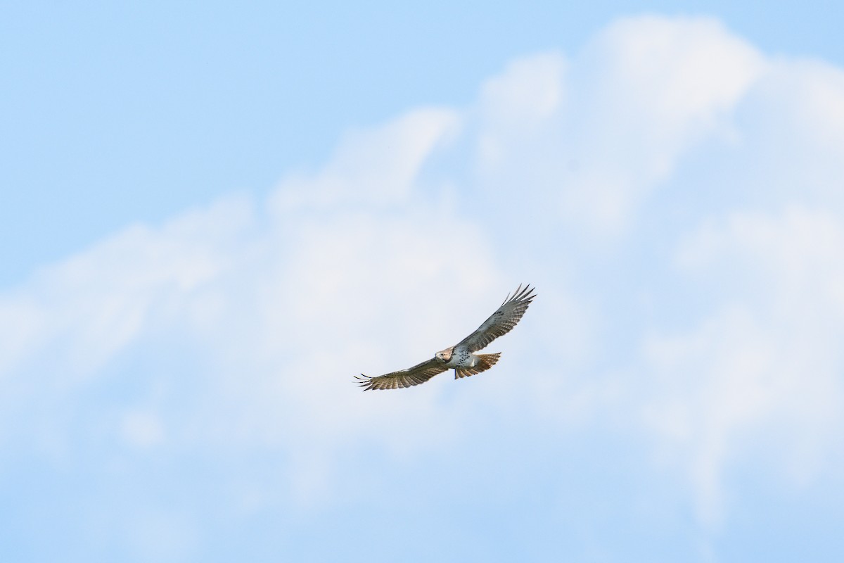 Red-tailed Hawk (borealis) - ML623722491