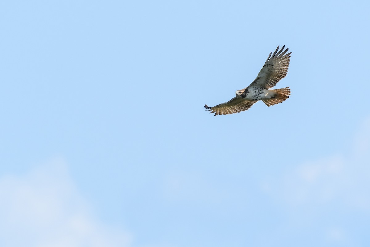 Red-tailed Hawk (borealis) - ML623722492