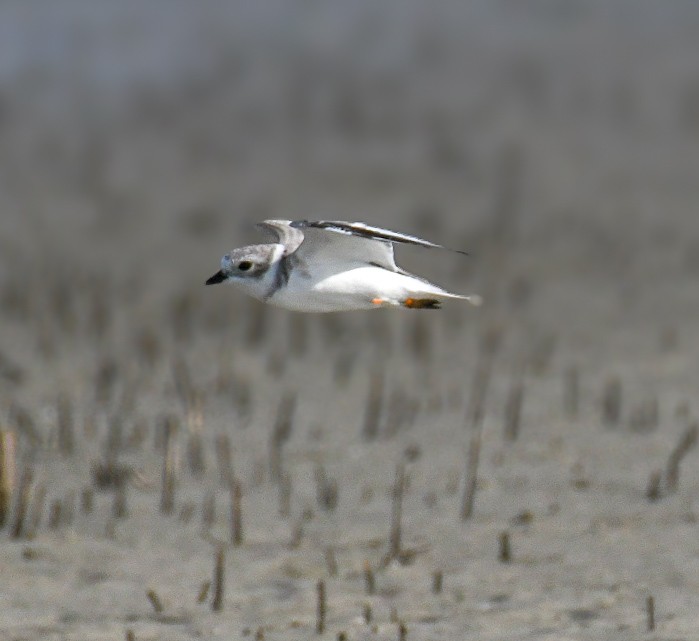 Piping Plover - ML623722516