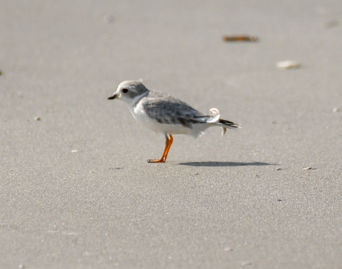 Piping Plover - ML623722518